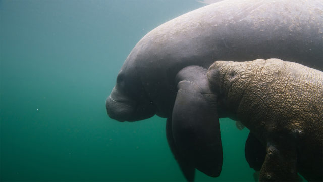 SWOP_manatee_howtohelp