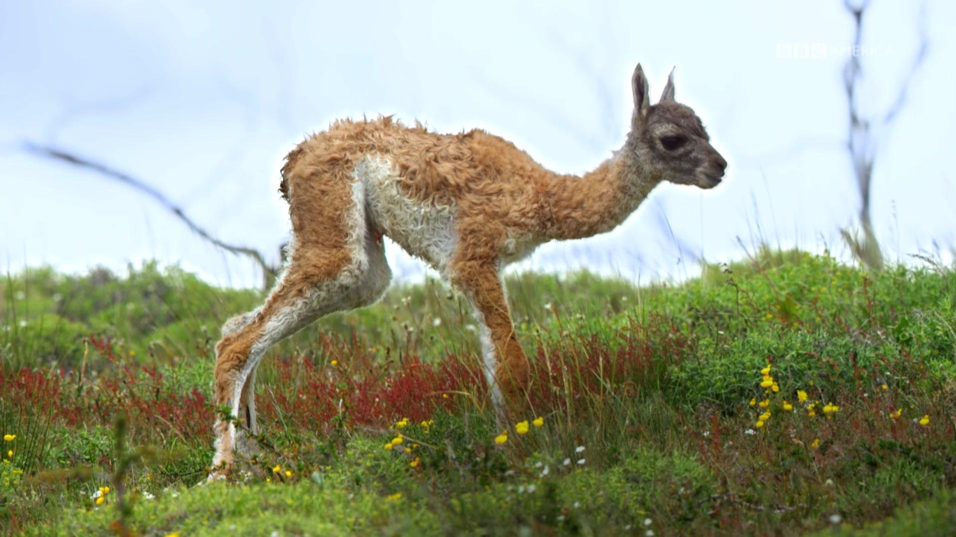 wild republic llama