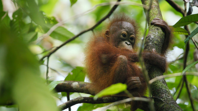 SWOP-orangutan
