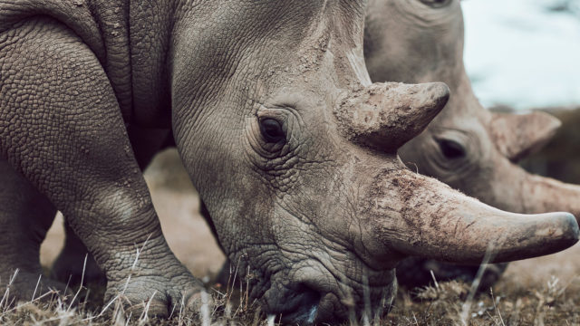 SWOP-rhinos-howtohelp