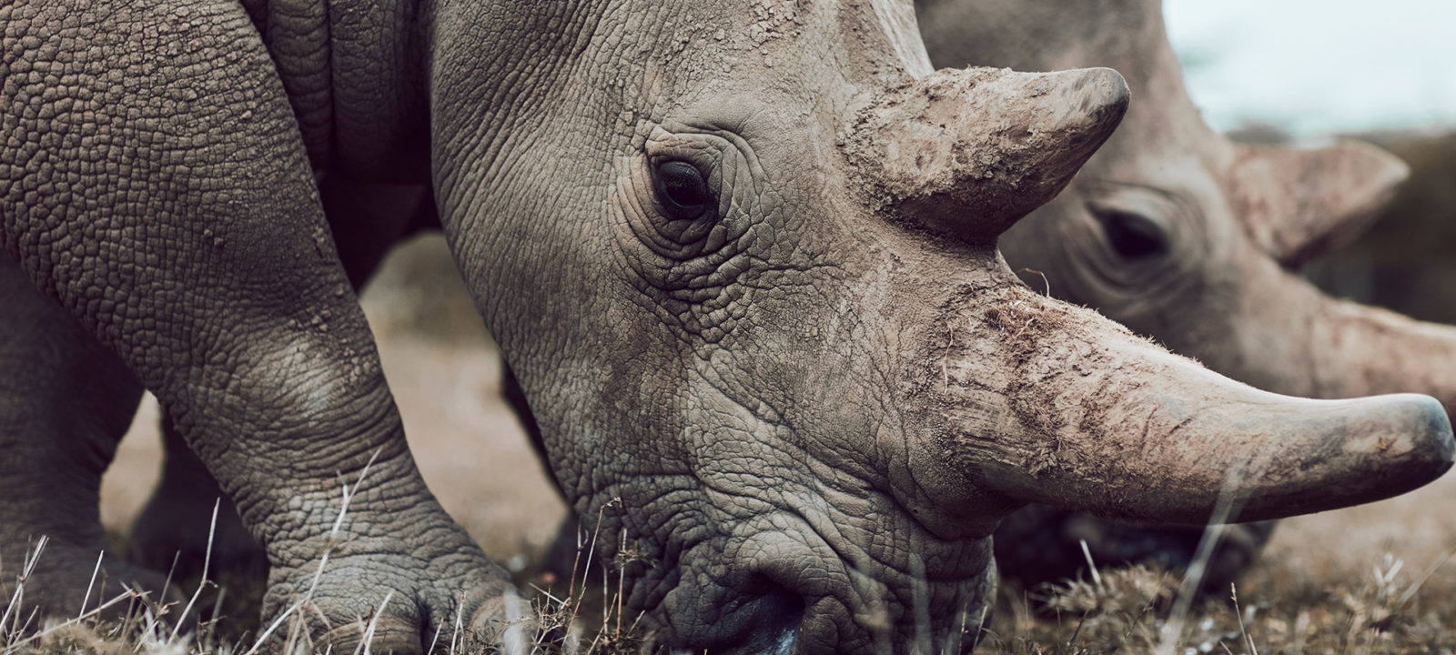 SWOP-rhinos-howtohelp