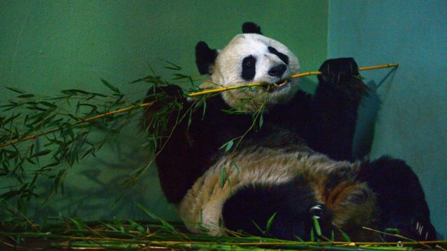 A panda at Edinburgh Zoo