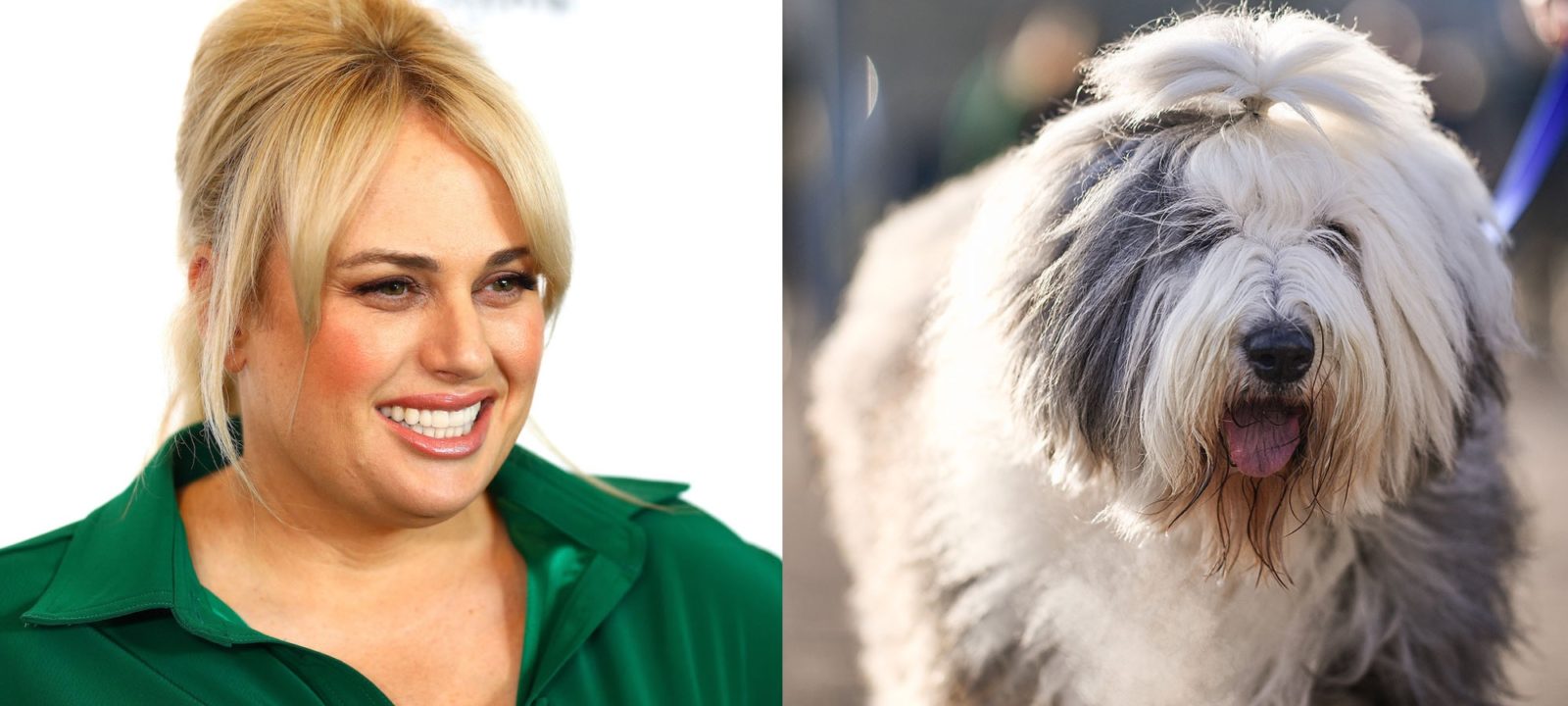 BBC is Adapting Rebel Wilson's Dog Styling Competition Series 'Pooch Perfect' | Anglophenia ...