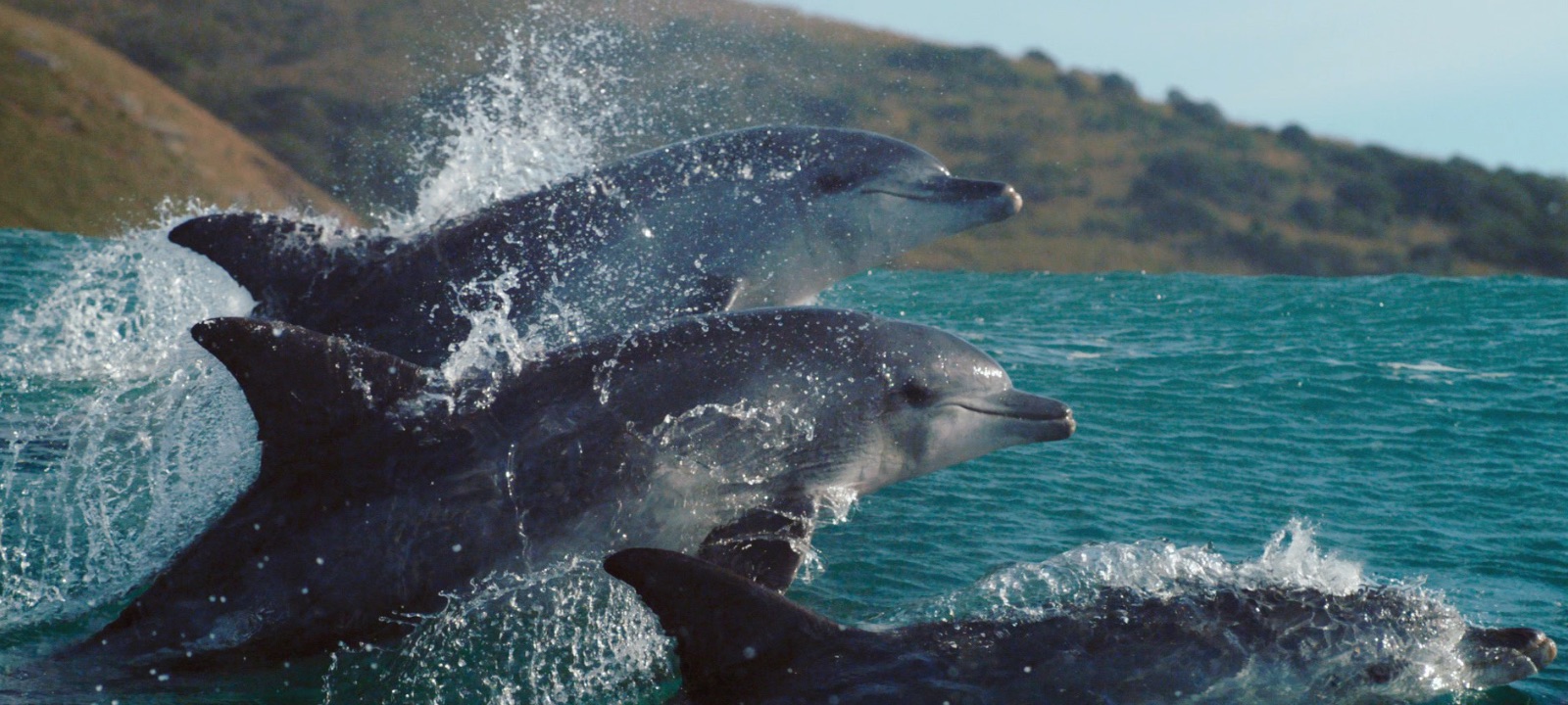Planet_Earth_A_Celebration_800x600
