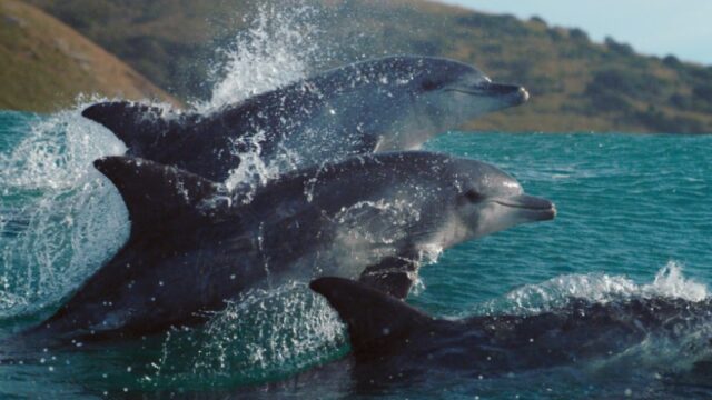 Planet_Earth_A_Celebration_800x450
