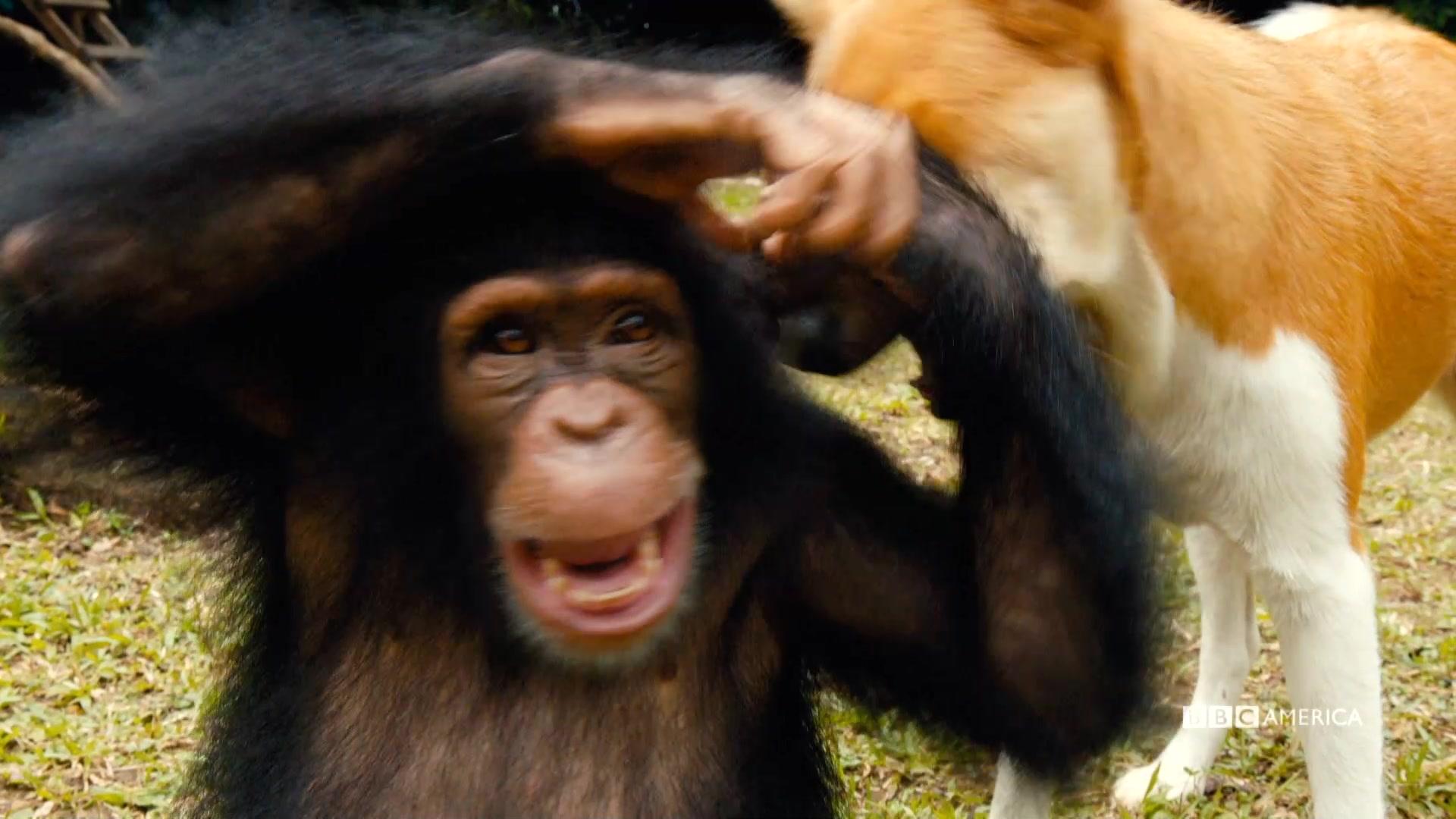   Baby  Chimp  Rescue  Premieres Saturday December 5 on BBC 