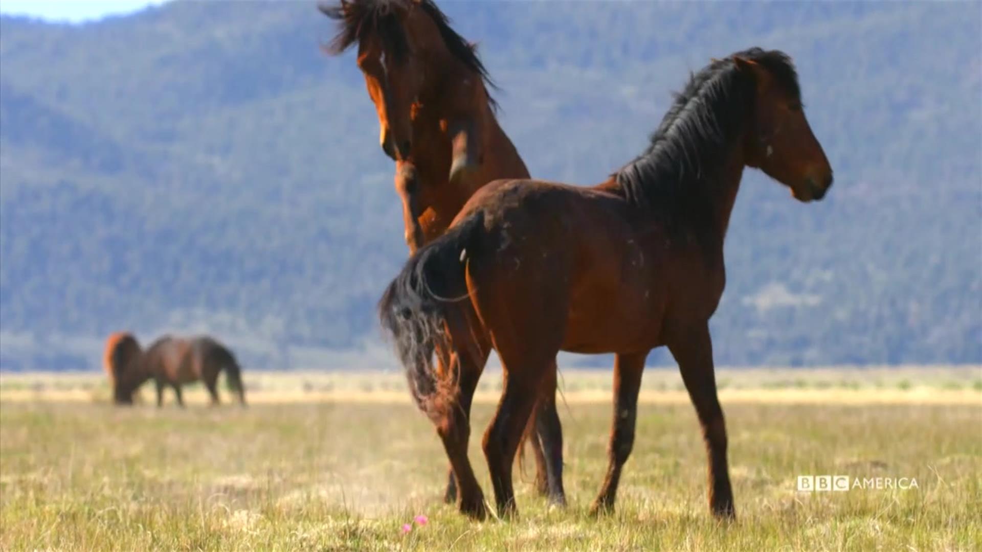 Frisky Wild Mustangs | Watch A Wild Year on Earth Video ...