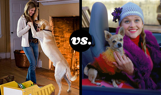 Marley, Bruiser, Sam and Milo Battle It Out for Hollywood’s Top Dog
