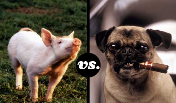 Look Out <em>G-Force</em> Guinea Pigs! You’ve Been Upstaged by a Tournament of Animal Stars