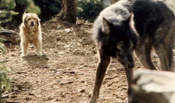 Flashback Five – Any Fan of Animal Pics Knows Jessica Simpson’s Pup Will Find Its Way Home