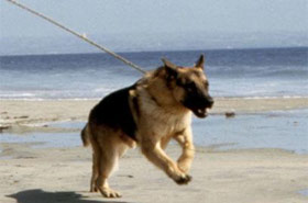 Name That Movie Dog Photo Quiz