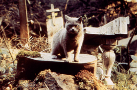 <em>Pet Sematary</em> Ultimate Fan Quiz