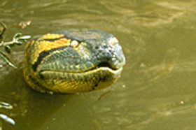 Who’s That Animal Attacking? Photo Quiz