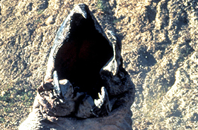Name That Weird Creature Photo Quiz