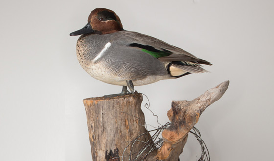 <em>Immortalized</em> Handbook – Taxidermy, a Scientific Art Form