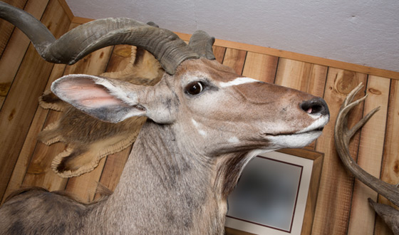 <em>Immortalized</em> Handbook – Fun Facts About Taxidermy