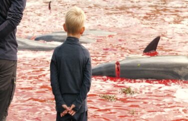 A boy looks over a body of water, colored red, with cut and bloody fish.