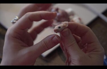 Two hands hold a mouse-like rodent.