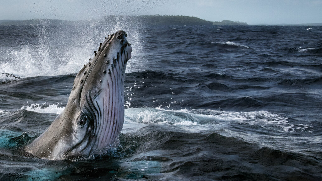 A whale head emerging from a dark deep blue sea.