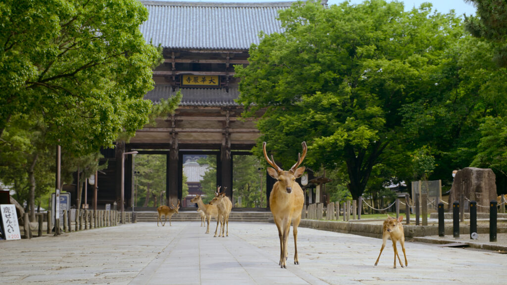 A group of male and female deer are walking on pavement surrounded by green trees with a Chinese pavilion behind them. 