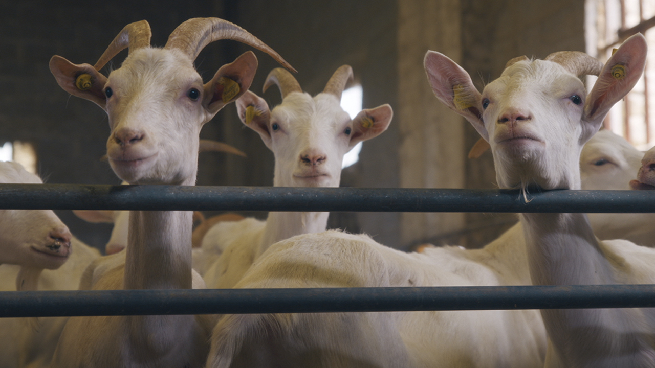 The Goats of Monesiglio