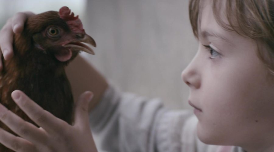 SFF_Shorts_TheChicken_H264_1389299267898_mp4_video_1920x1080_8000000_primary_audio_eng_8_1920x1080_1390568515824