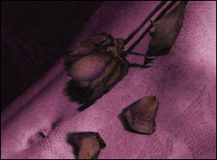 IFC’s First Original Movie! Laurell K. Hamilton’s Anita Blake: Vampire Hunter (photo)