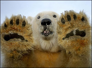 I’m a Polar Bear, Get Me Outta Here (photo)