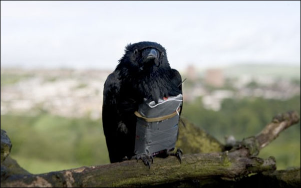 “Four Lions,” Reviewed (photo)