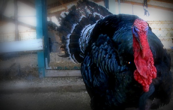 Rhett & Link Talk Turkey (photo)