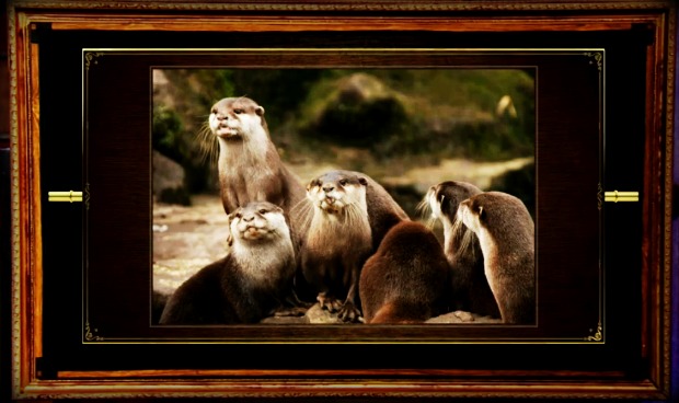 otter-milf-bunk