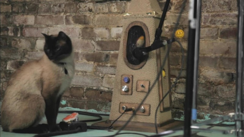 2621235_3932963287001_PORT-S5-BTS-PETS-SUBARU-h264-Brightcove_1920x1080_517433923699