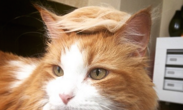 Trump cat
