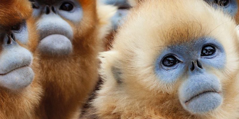 IFC_SWOP_S1_1920x1080-showpage-header_v01[2]