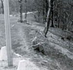 crow-blacker-than-ever_285x144