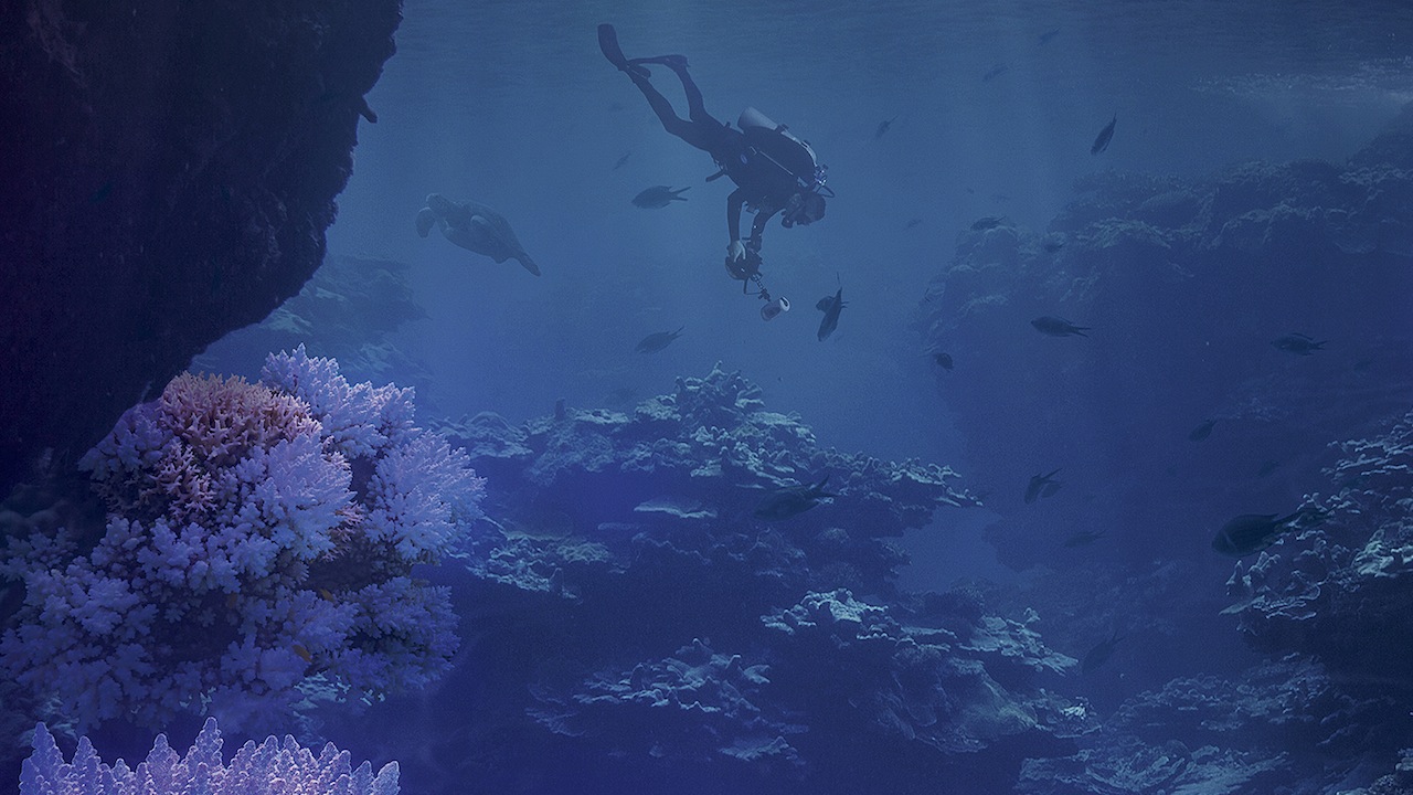 Chasing Coral
