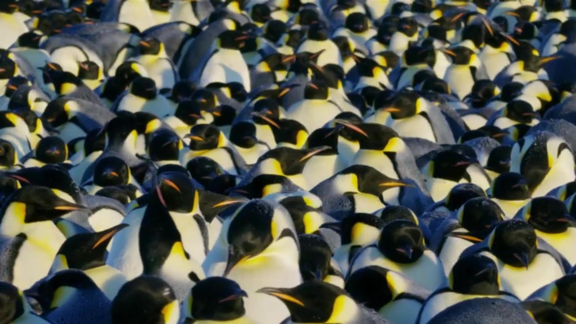 Crew Saves Emperor Penguins – Wonderstruck