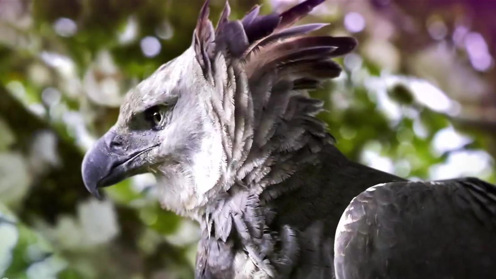 Harpy Eagle, feather, Bird, beak, wing