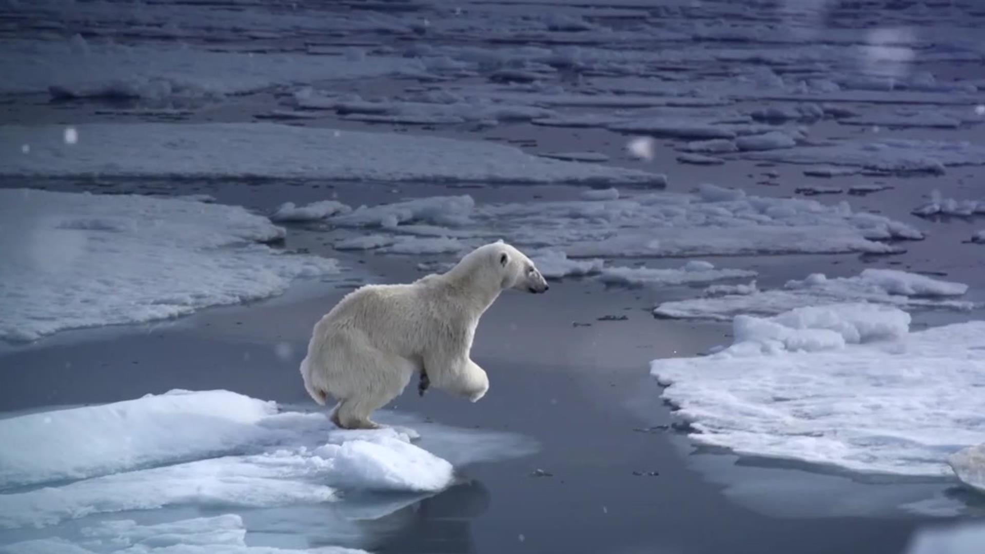 These Arctic Ice Molds Show Polar Bears and Penguins Walking On Glaciers