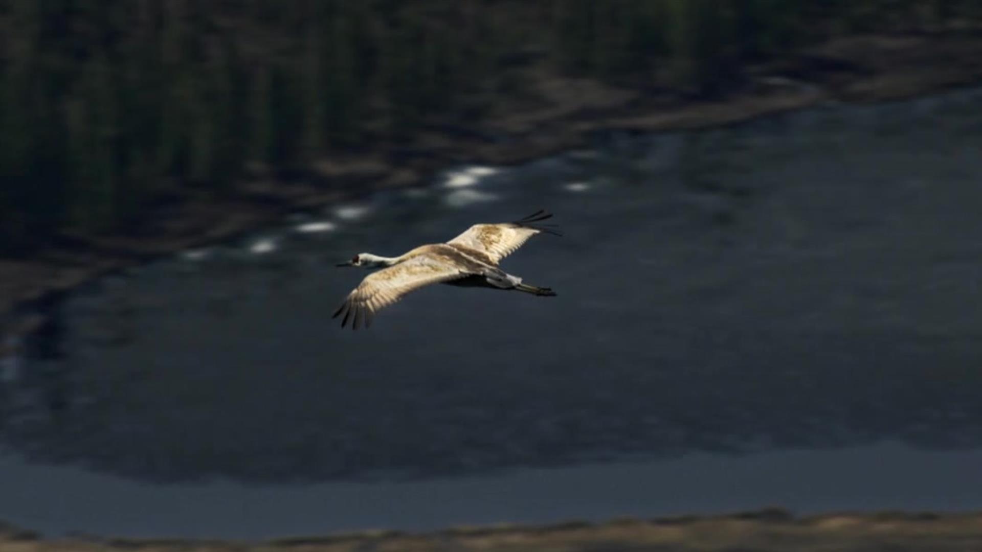 Hawk Flies Above Journey to the Heart of the Sandhills