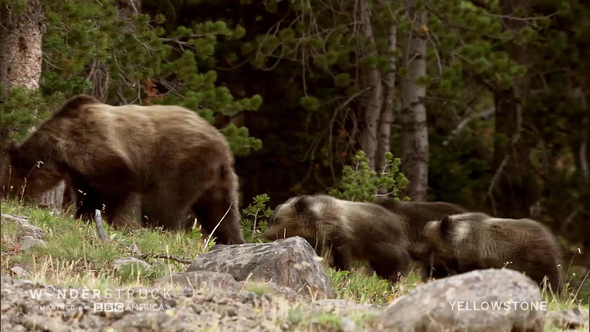 Grizzly Bear Salmon Feast Wonderstruck