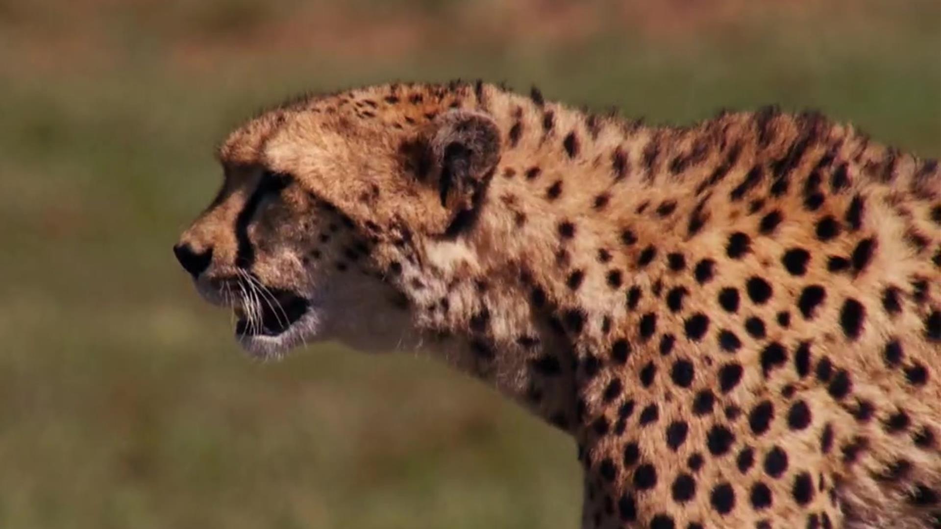 How Cheetahs Camouflage - The Tiniest Tiger