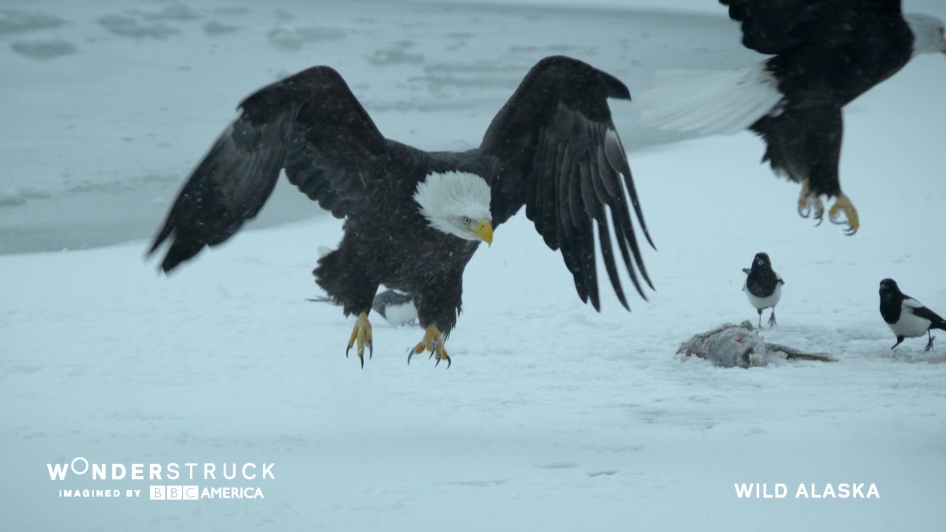 Fascinating Harpy Eagle Facts – Wonderstruck
