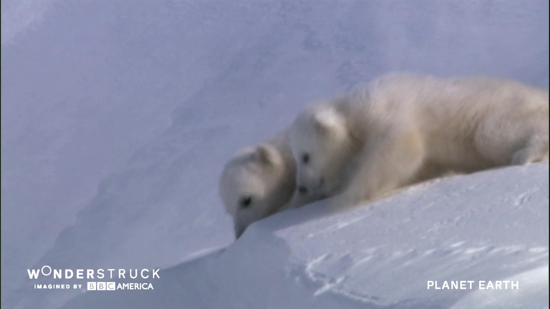 Watch: Rare footage shows the lives of polar bears through their